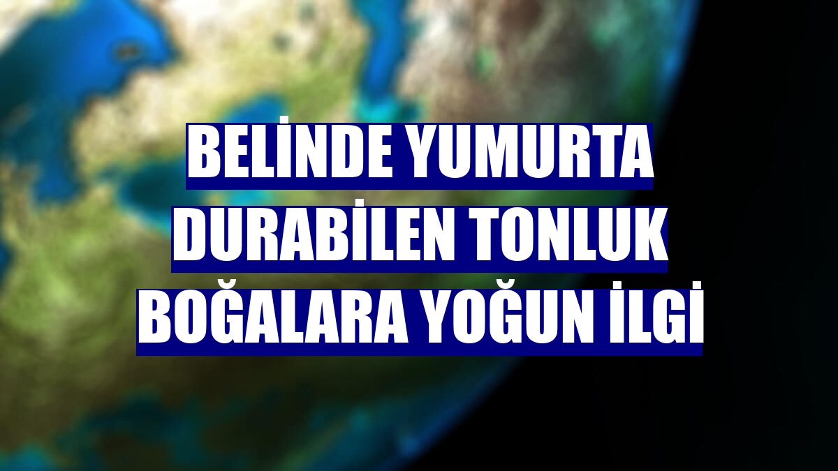 Belinde yumurta durabilen tonluk boğalara yoğun ilgi