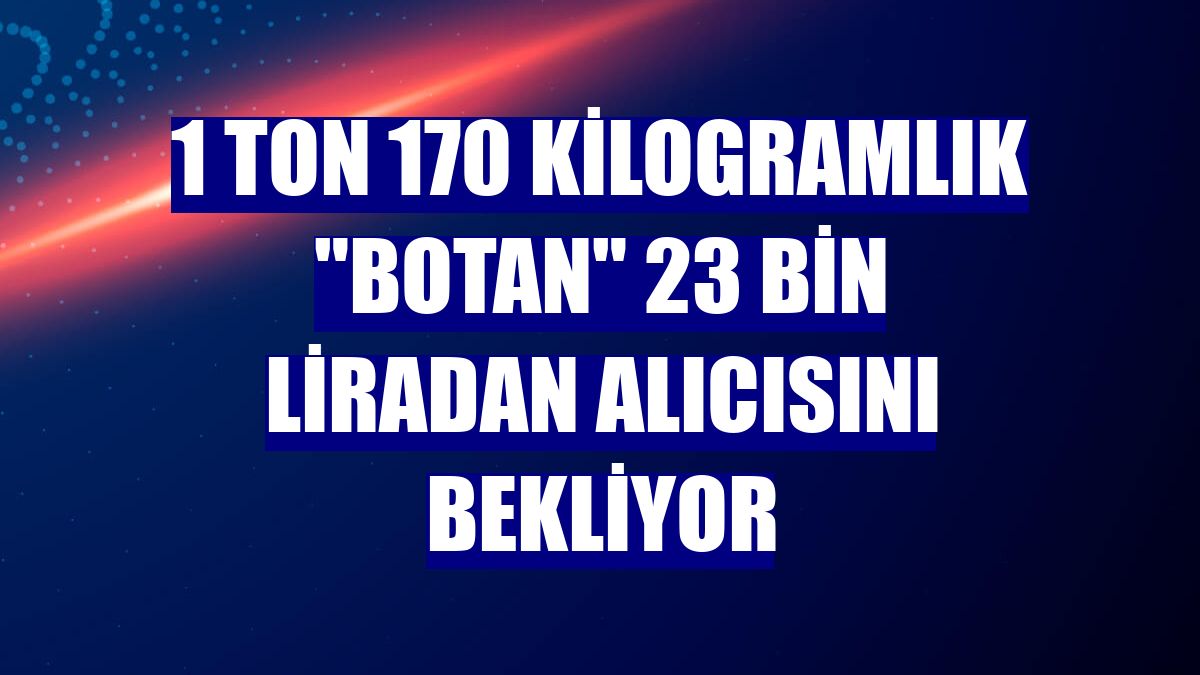 1 ton 170 kilogramlık "Botan" 23 bin liradan alıcısını bekliyor