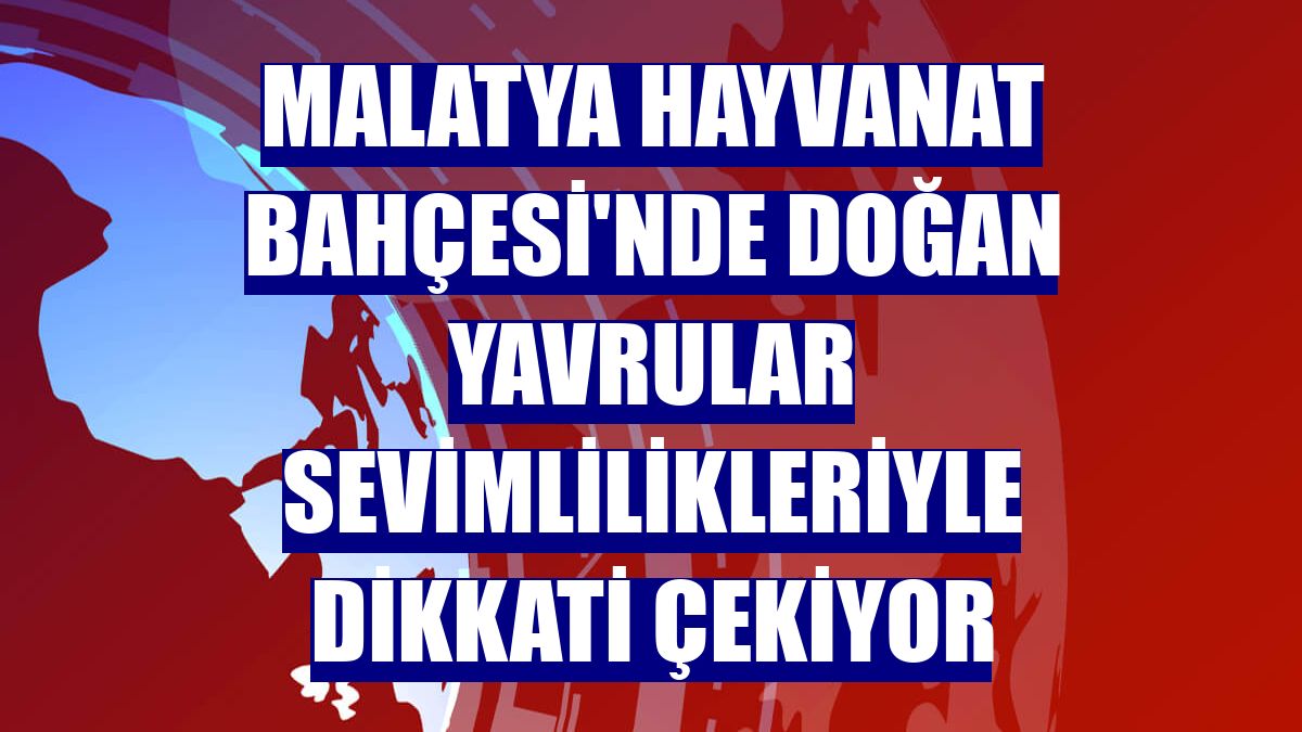 Malatya Hayvanat Bahçesi'nde doğan yavrular sevimlilikleriyle dikkati çekiyor
