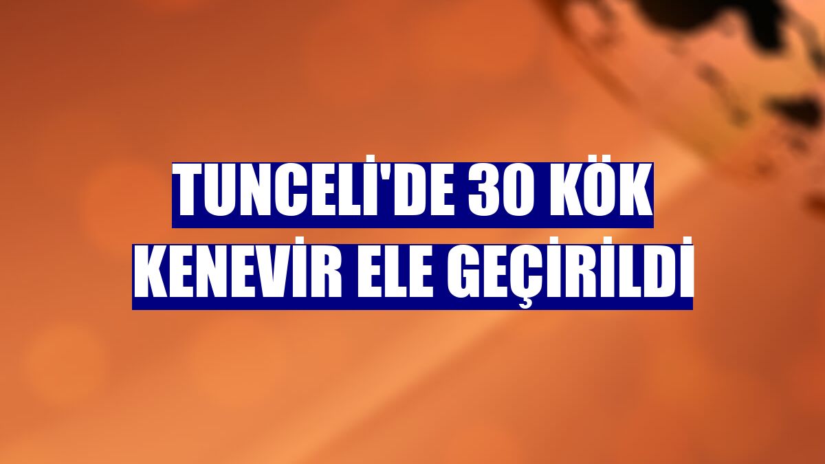Tunceli'de 30 kök kenevir ele geçirildi