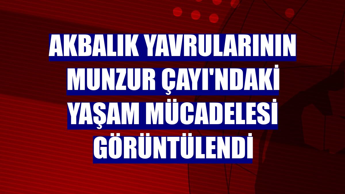 Akbalık yavrularının Munzur Çayı'ndaki yaşam mücadelesi görüntülendi