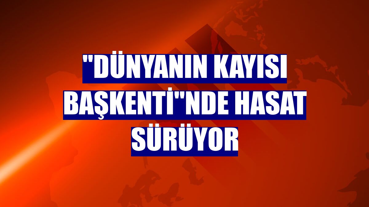 "Dünyanın kayısı başkenti"nde hasat sürüyor
