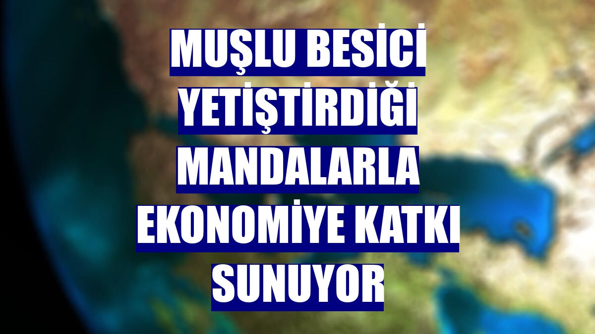 Muşlu besici yetiştirdiği mandalarla ekonomiye katkı sunuyor