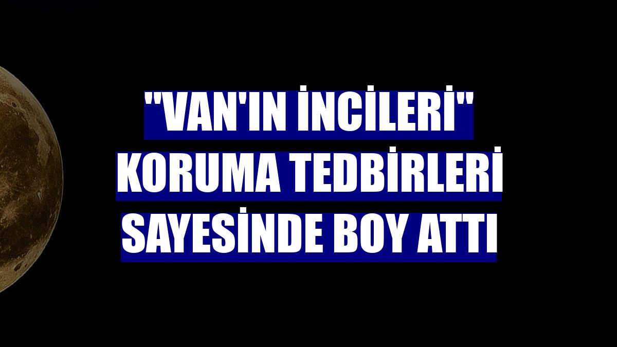 "Van'ın incileri" koruma tedbirleri sayesinde boy attı