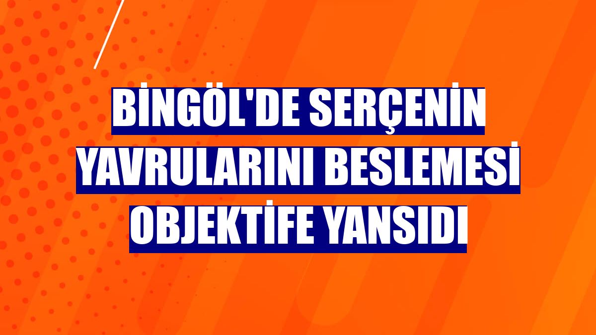 Bingöl'de serçenin yavrularını beslemesi objektife yansıdı