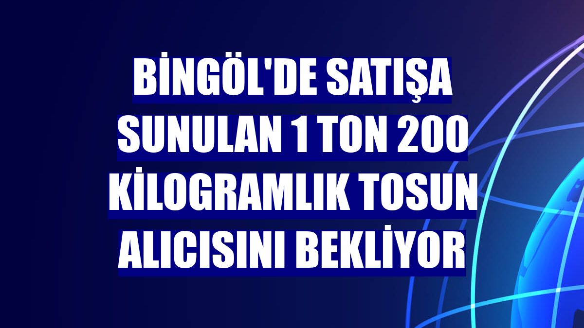 Bingöl'de satışa sunulan 1 ton 200 kilogramlık tosun alıcısını bekliyor