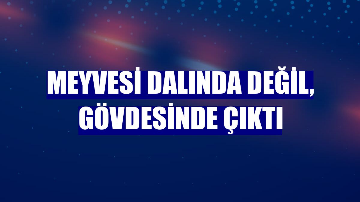 Meyvesi dalında değil, gövdesinde çıktı