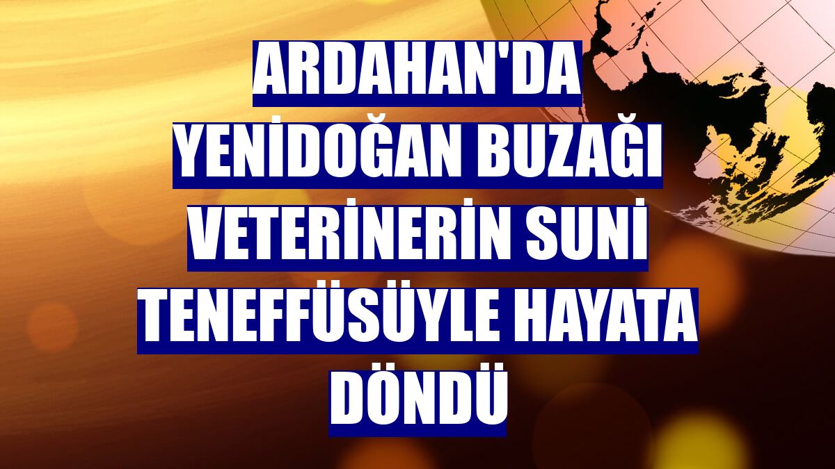 Ardahan'da yenidoğan buzağı veterinerin suni teneffüsüyle hayata döndü