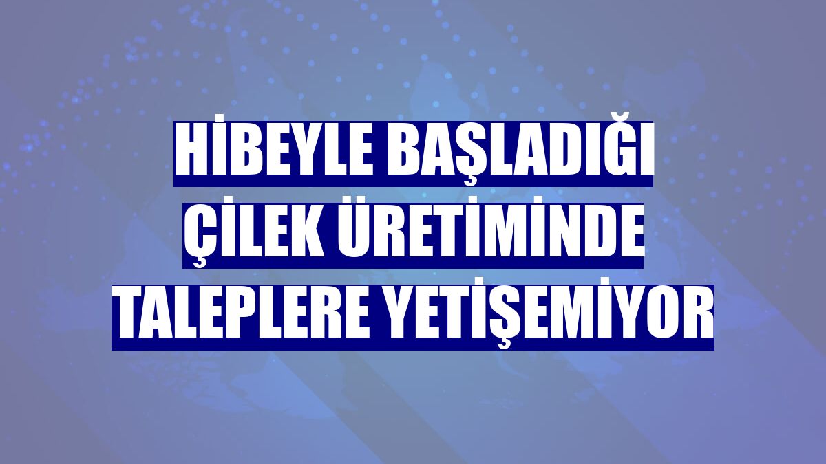 Hibeyle başladığı çilek üretiminde taleplere yetişemiyor
