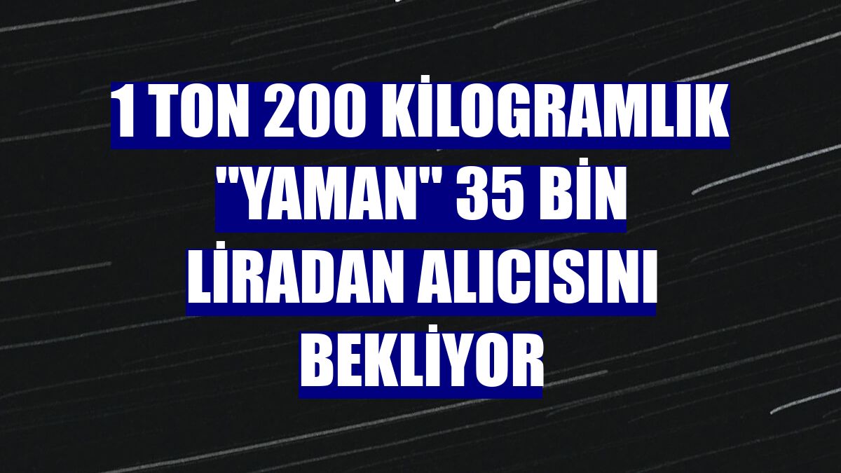1 ton 200 kilogramlık "Yaman" 35 bin liradan alıcısını bekliyor