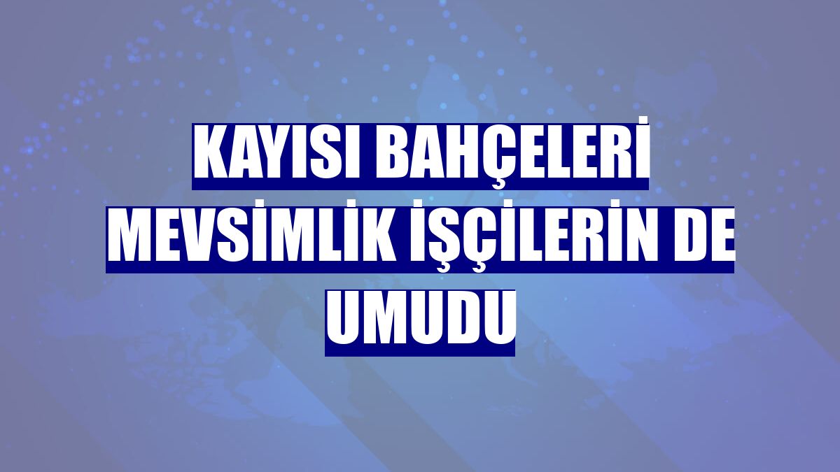 Kayısı bahçeleri mevsimlik işçilerin de umudu