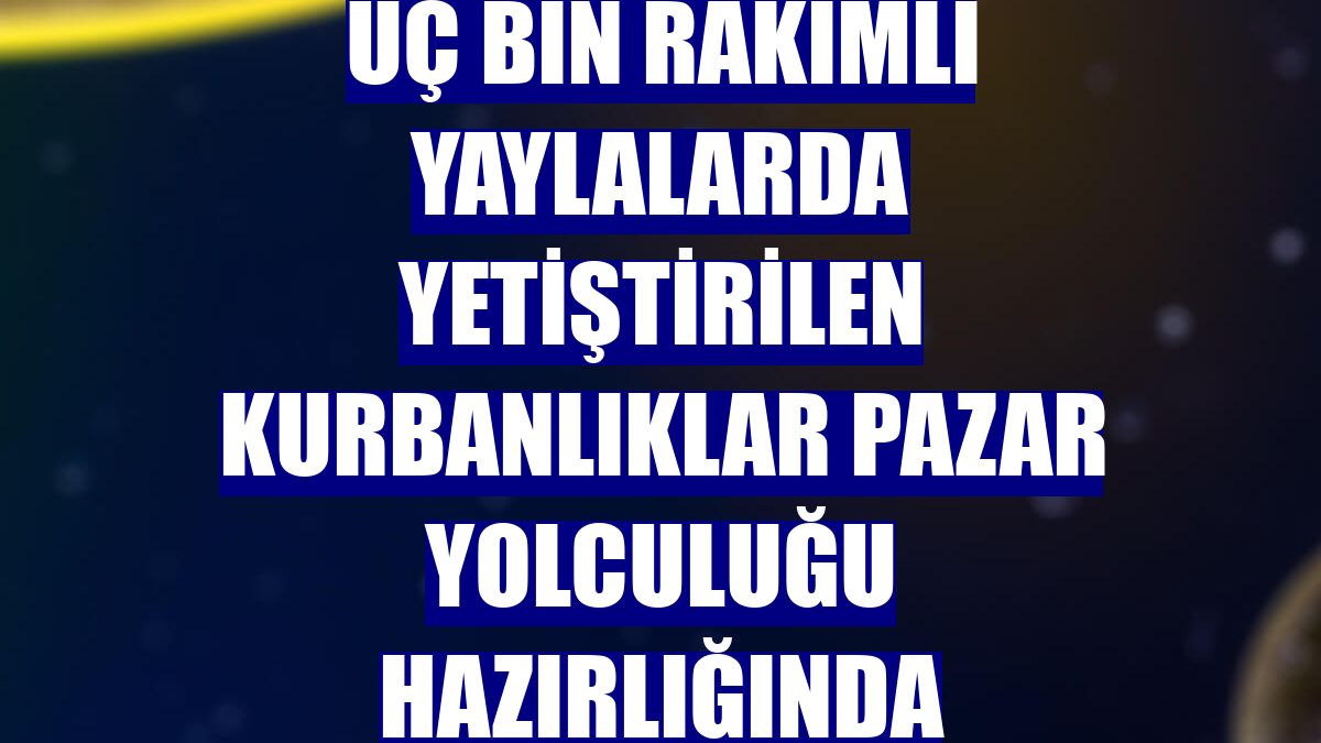 Üç bin rakımlı yaylalarda yetiştirilen kurbanlıklar pazar yolculuğu hazırlığında