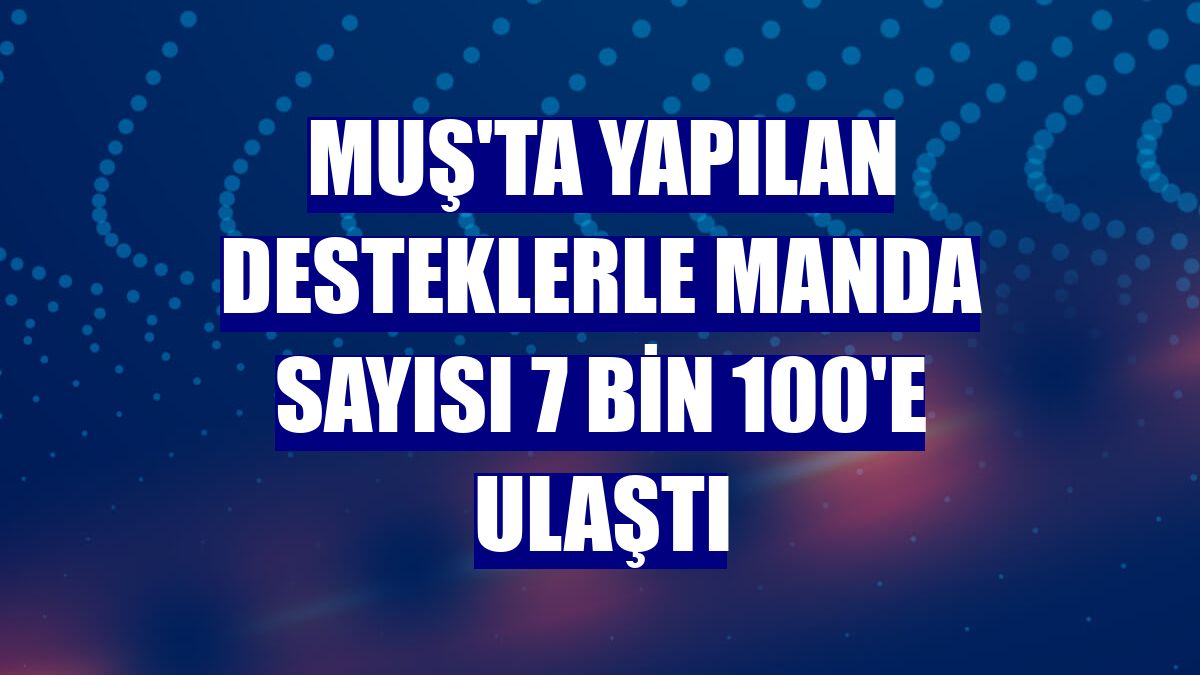 Muş'ta yapılan desteklerle manda sayısı 7 bin 100'e ulaştı