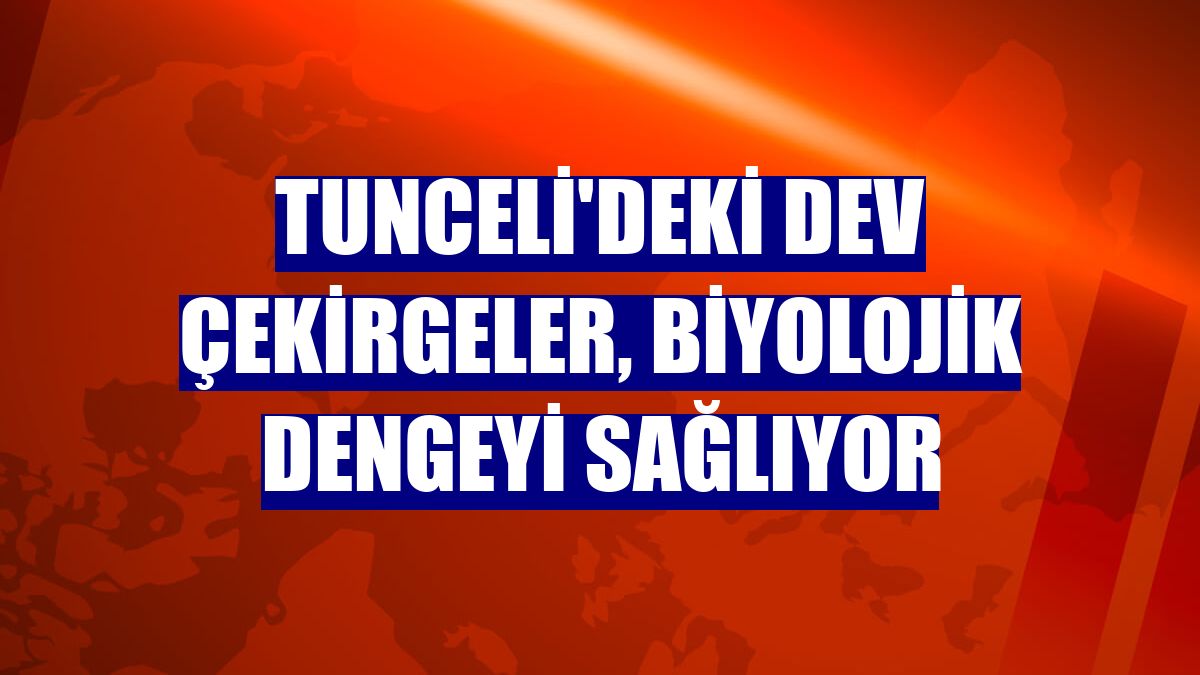 Tunceli'deki dev çekirgeler, biyolojik dengeyi sağlıyor