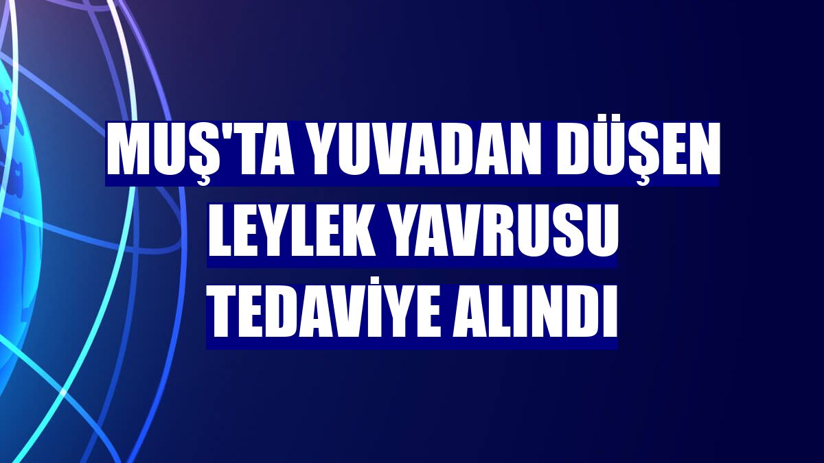Muş'ta yuvadan düşen leylek yavrusu tedaviye alındı