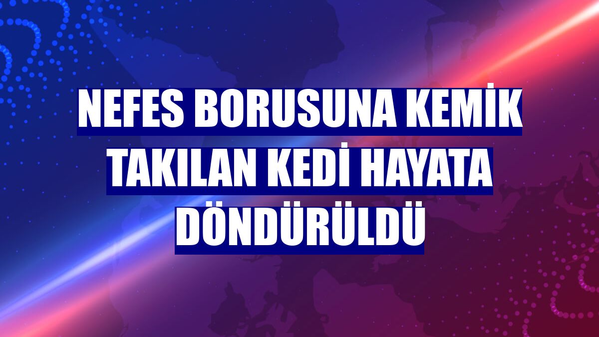 Nefes borusuna kemik takılan kedi hayata döndürüldü