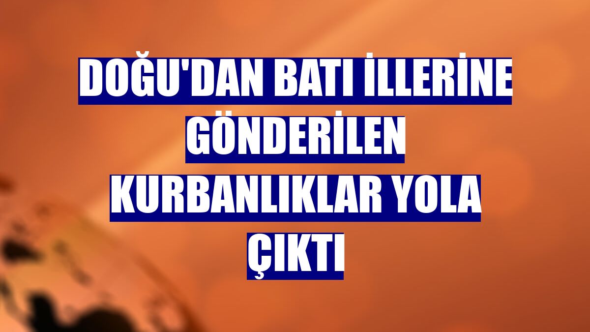 Doğu'dan batı illerine gönderilen kurbanlıklar yola çıktı