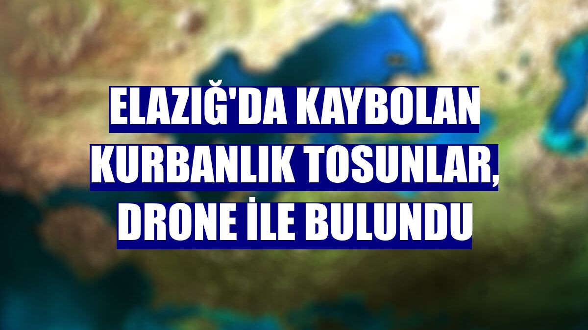 Elazığ'da kaybolan kurbanlık tosunlar, drone ile bulundu