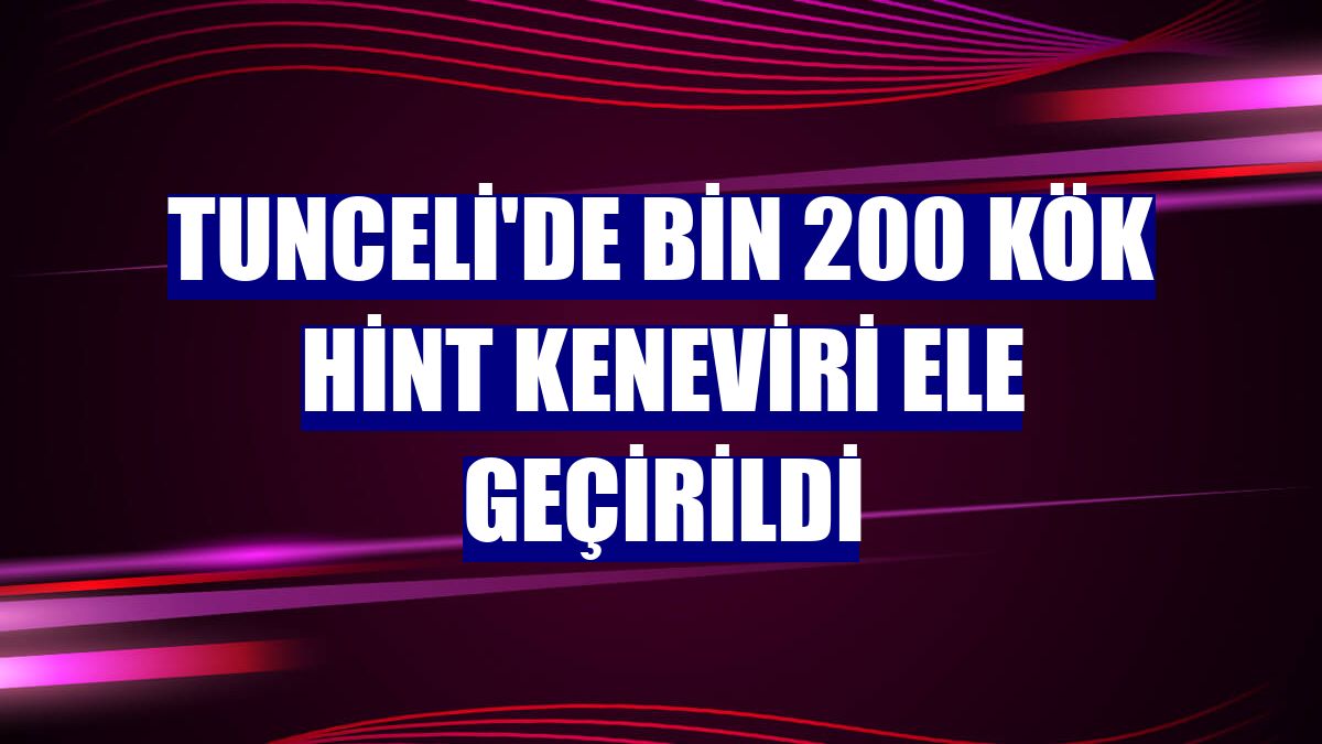 Tunceli'de bin 200 kök Hint keneviri ele geçirildi