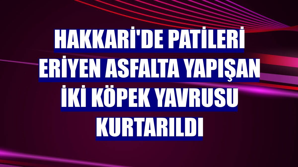 Hakkari'de patileri eriyen asfalta yapışan iki köpek yavrusu kurtarıldı