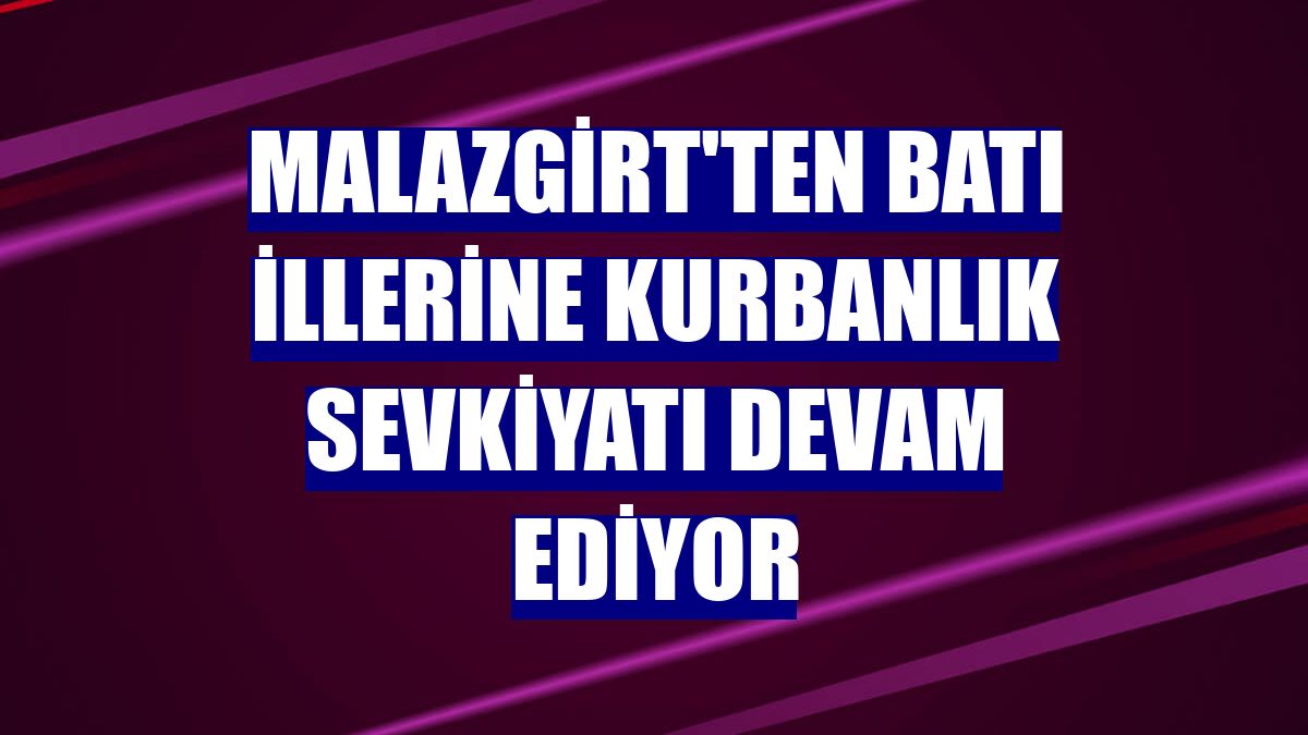 Malazgirt'ten batı illerine kurbanlık sevkiyatı devam ediyor