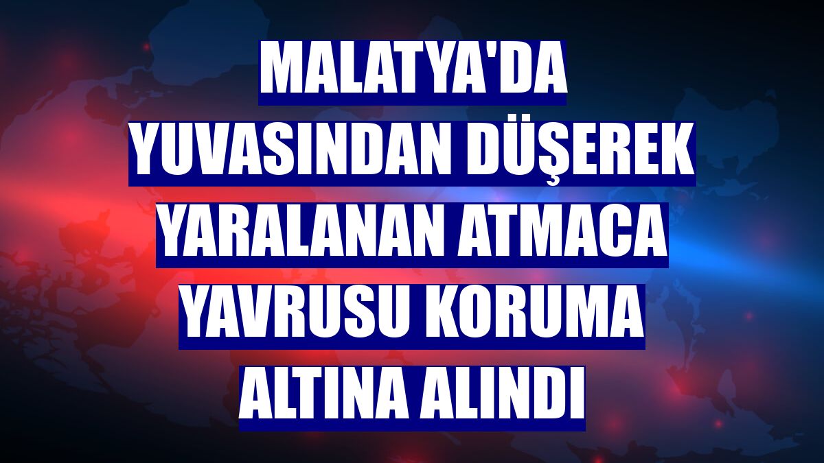 Malatya'da yuvasından düşerek yaralanan atmaca yavrusu koruma altına alındı