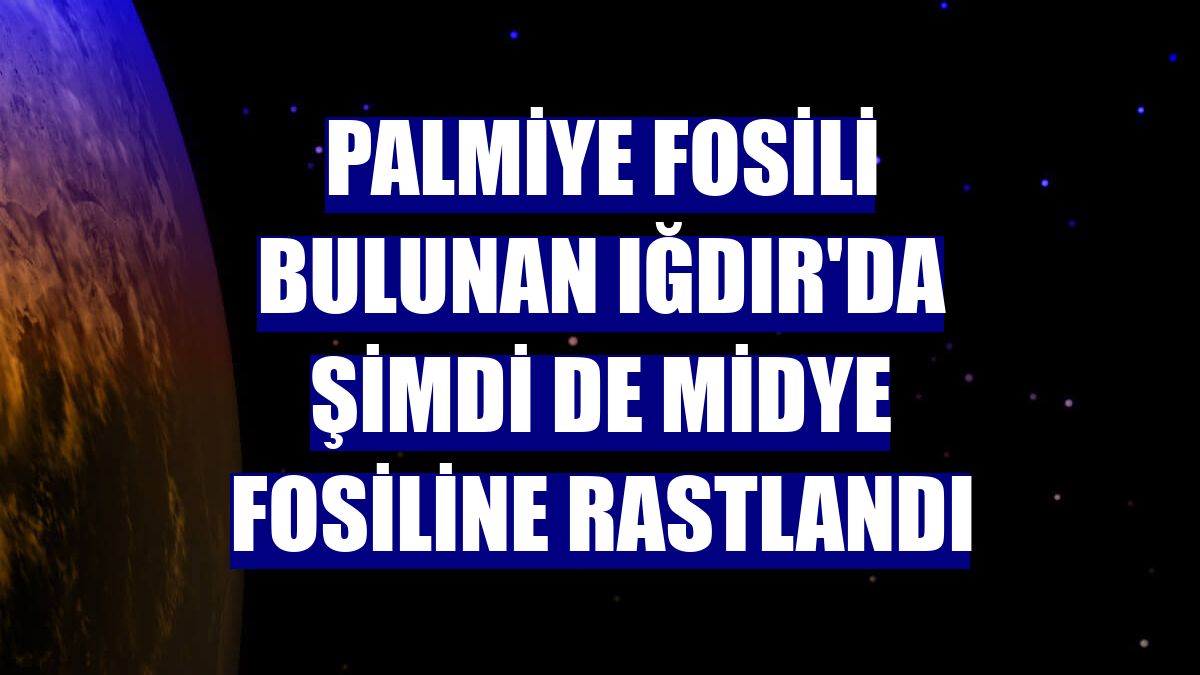 Palmiye fosili bulunan Iğdır'da şimdi de midye fosiline rastlandı