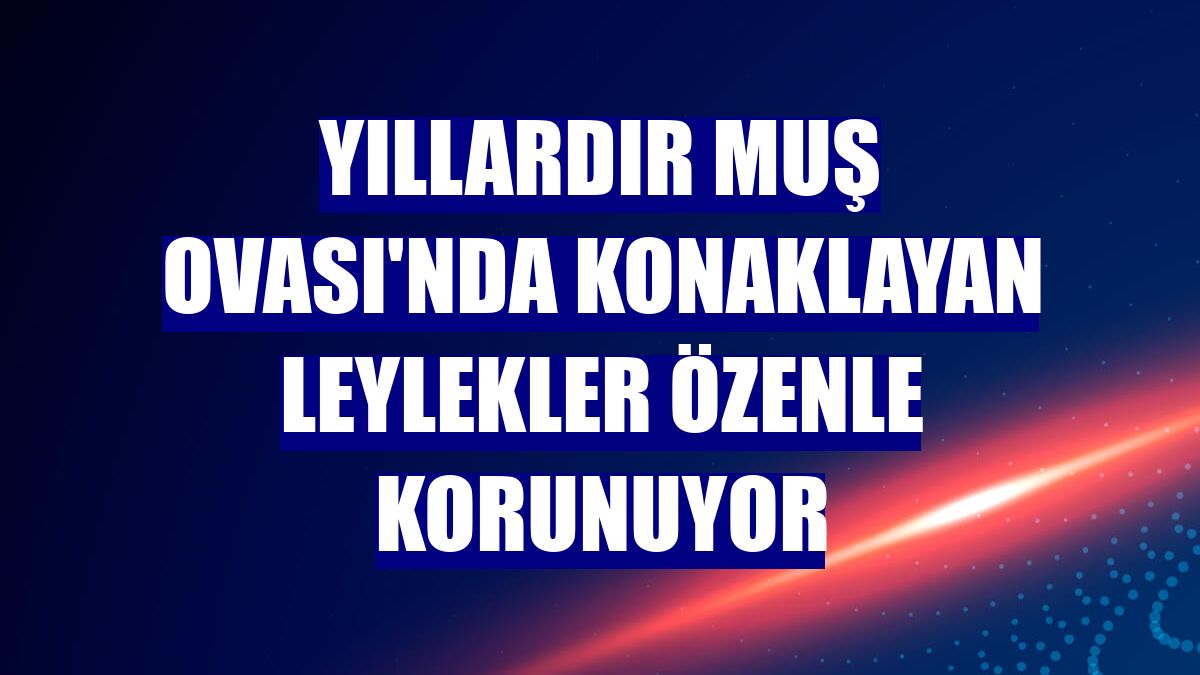 Yıllardır Muş Ovası'nda konaklayan leylekler özenle korunuyor