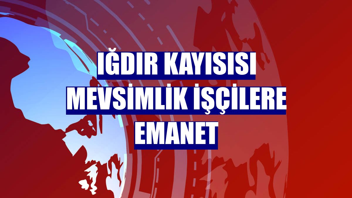 Iğdır kayısısı mevsimlik işçilere emanet