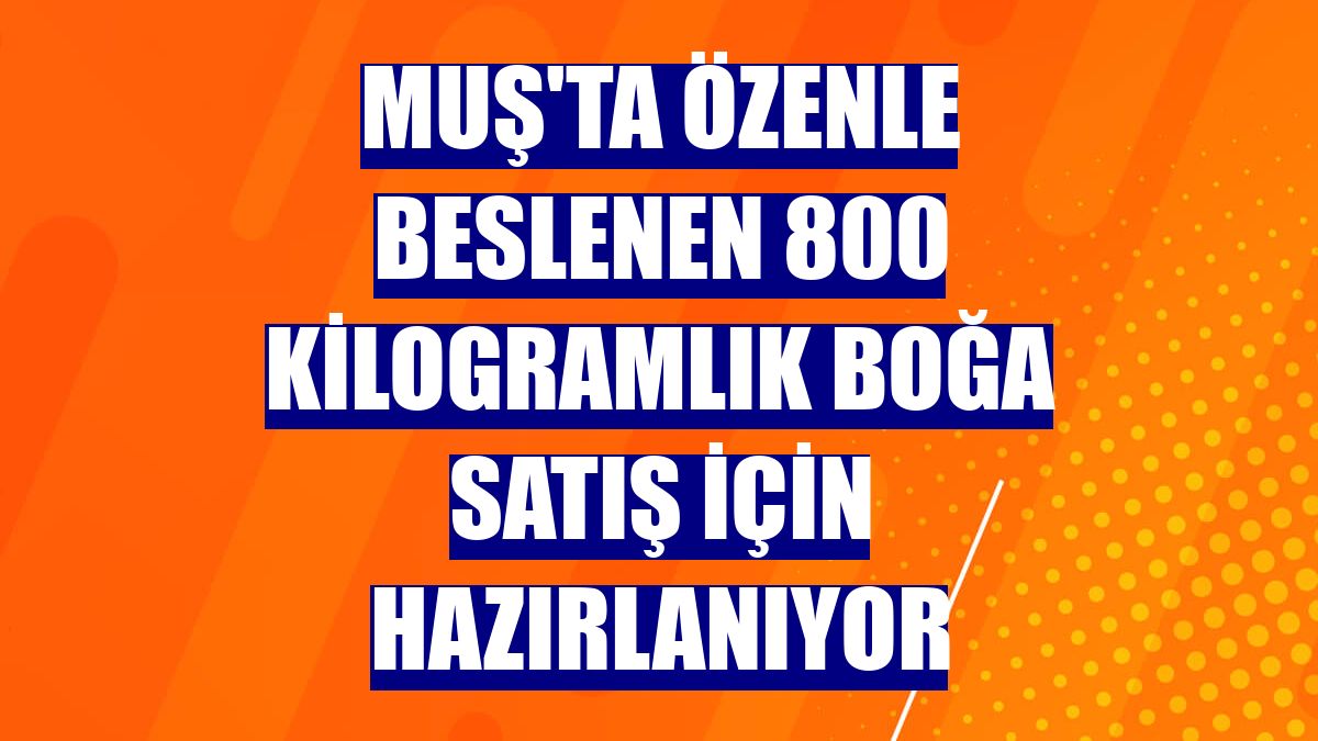 Muş'ta özenle beslenen 800 kilogramlık boğa satış için hazırlanıyor