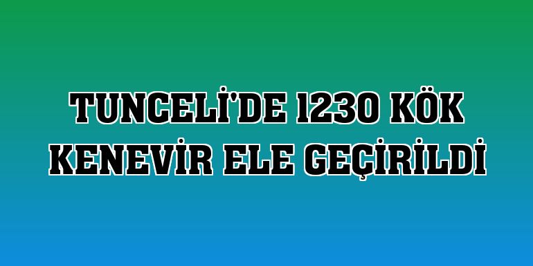 Tunceli'de 1230 kök kenevir ele geçirildi