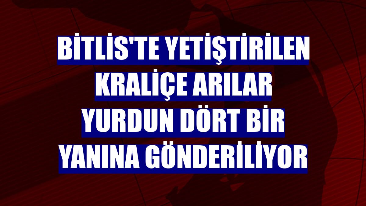 Bitlis'te yetiştirilen kraliçe arılar yurdun dört bir yanına gönderiliyor