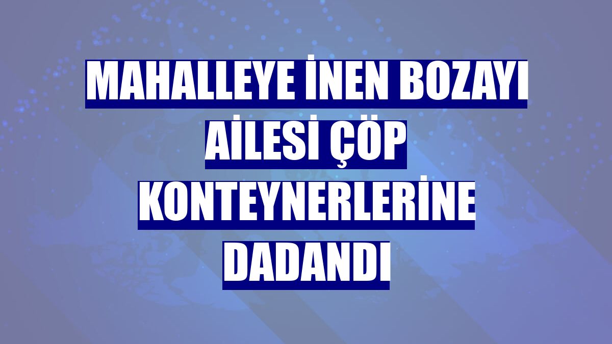 Mahalleye inen bozayı ailesi çöp konteynerlerine dadandı