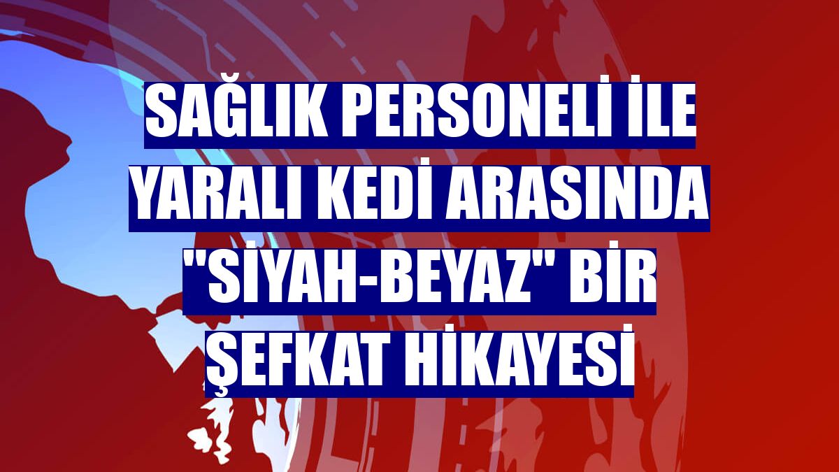 Sağlık personeli ile yaralı kedi arasında "siyah-beyaz" bir şefkat hikayesi