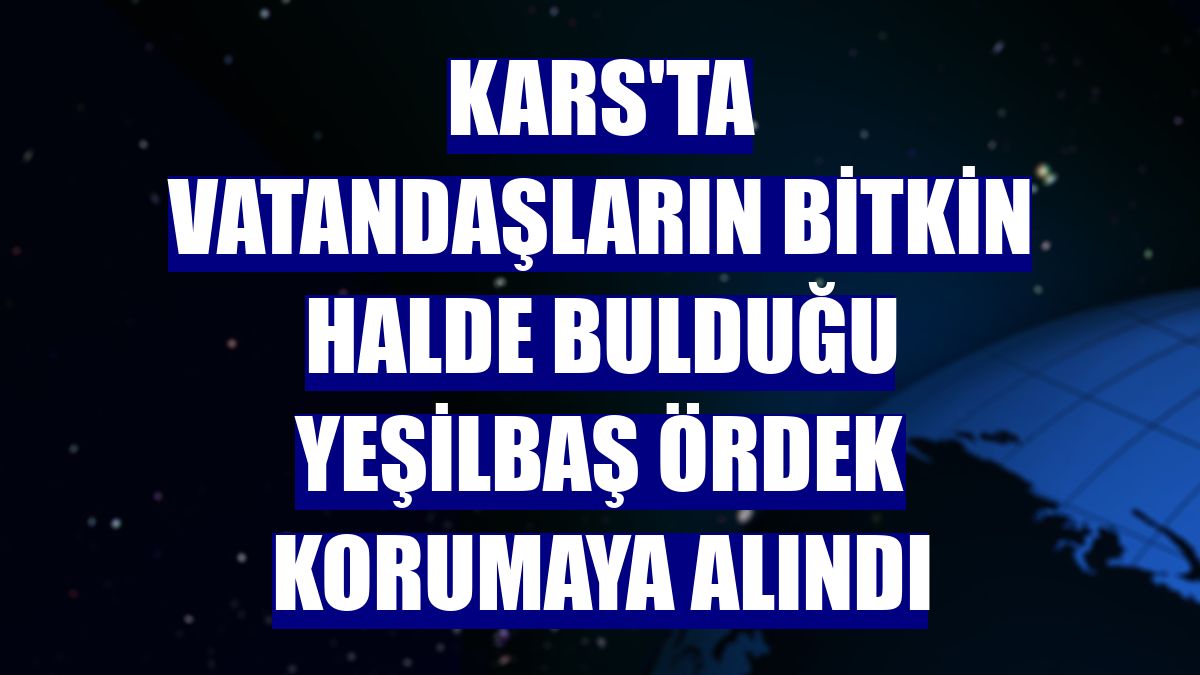 Kars'ta vatandaşların bitkin halde bulduğu yeşilbaş ördek korumaya alındı