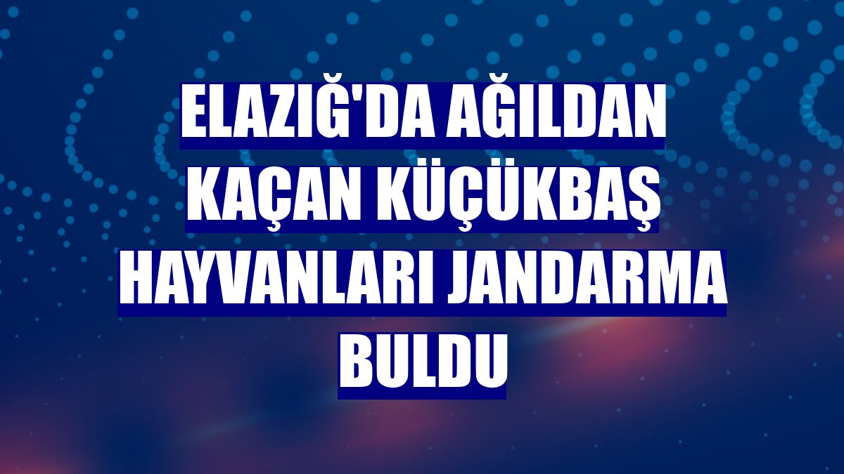 Elazığ'da ağıldan kaçan küçükbaş hayvanları jandarma buldu