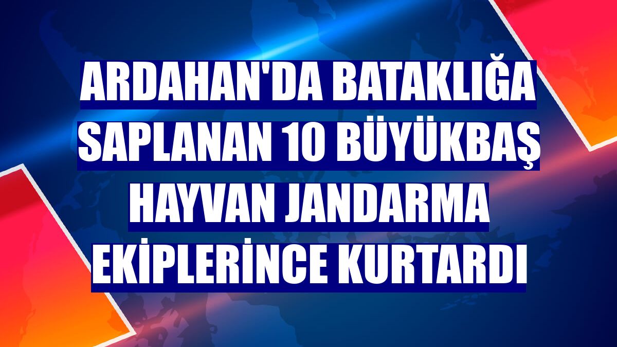 Ardahan'da bataklığa saplanan 10 büyükbaş hayvan jandarma ekiplerince kurtardı