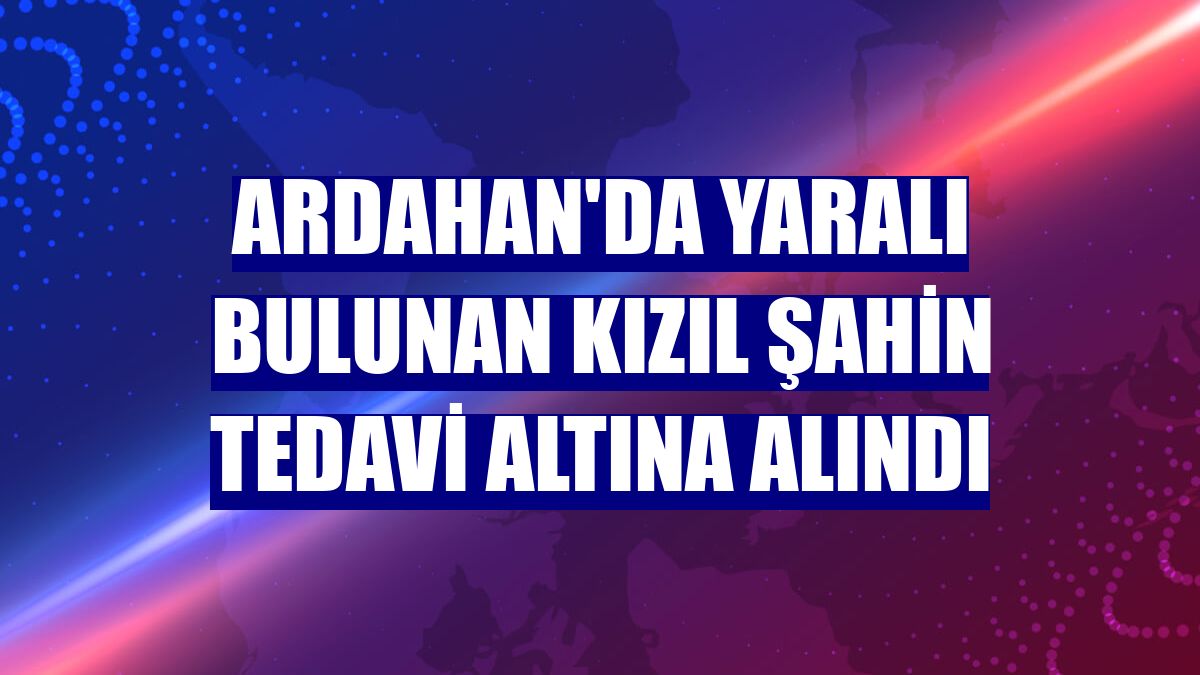Ardahan'da yaralı bulunan kızıl şahin tedavi altına alındı
