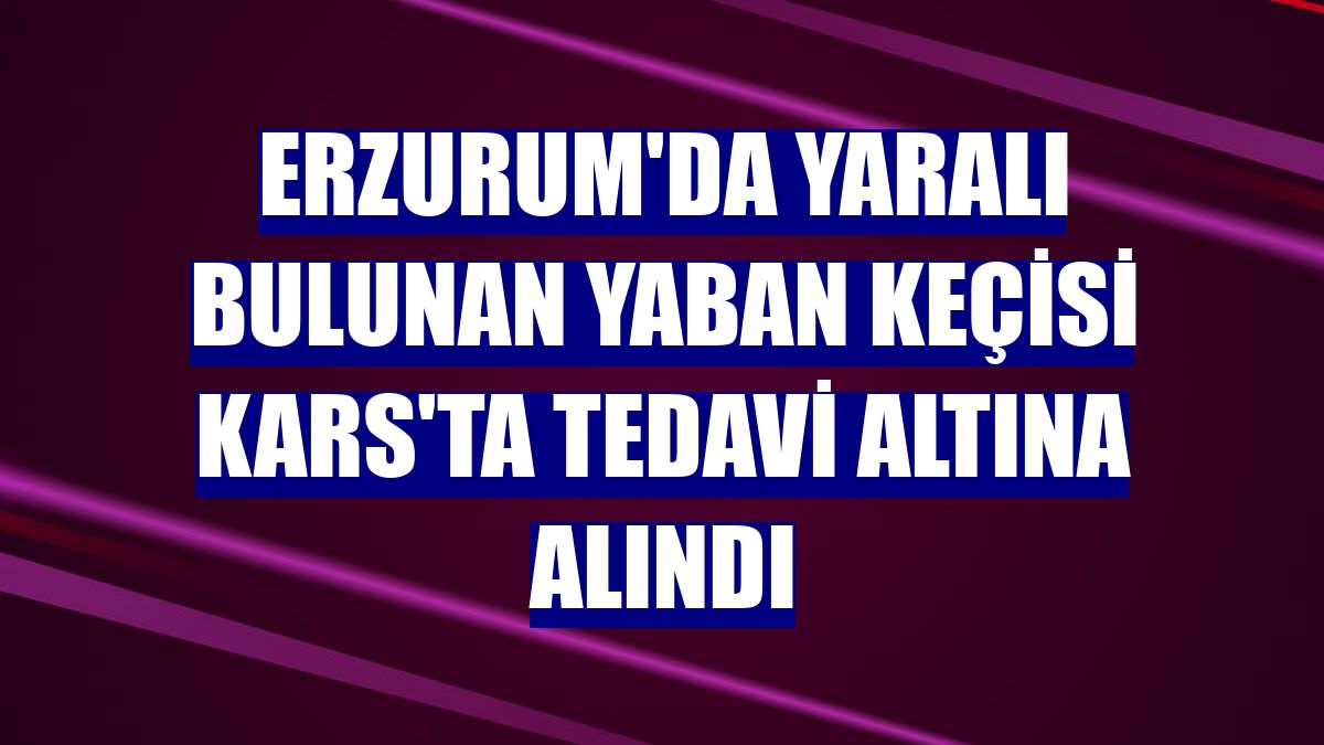 Erzurum'da yaralı bulunan yaban keçisi Kars'ta tedavi altına alındı