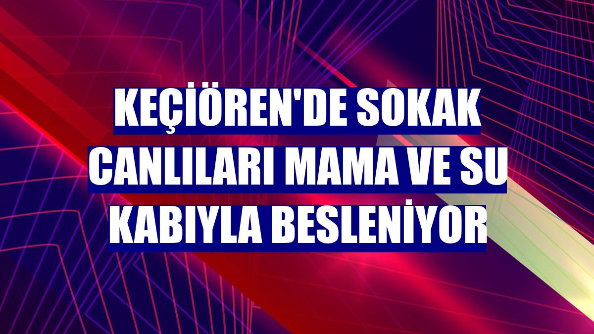 Keçiören'de sokak canlıları mama ve su kabıyla besleniyor