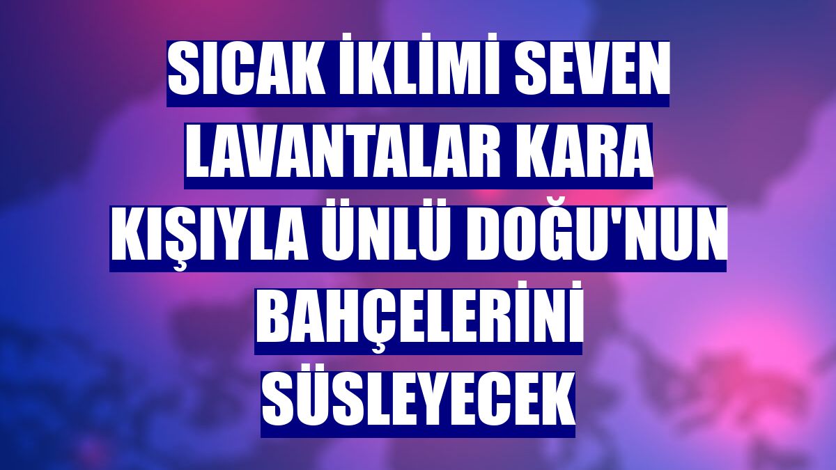 Sıcak iklimi seven lavantalar kara kışıyla ünlü Doğu'nun bahçelerini süsleyecek