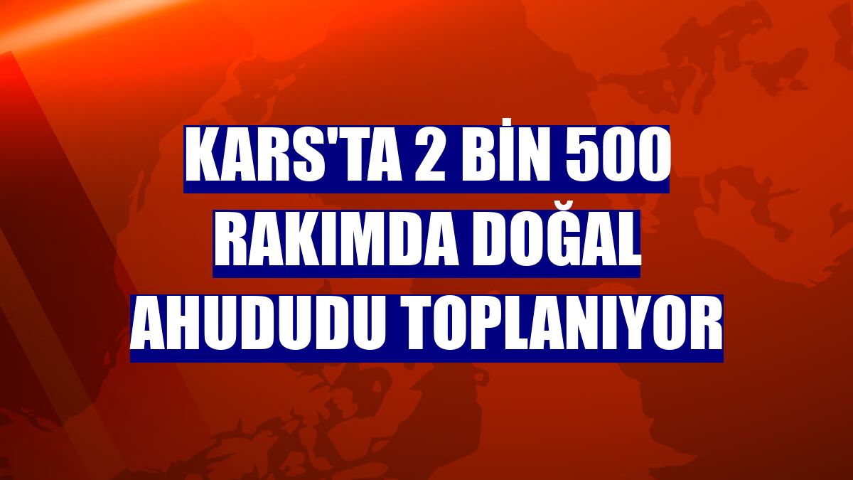 Kars'ta 2 bin 500 rakımda doğal ahududu toplanıyor