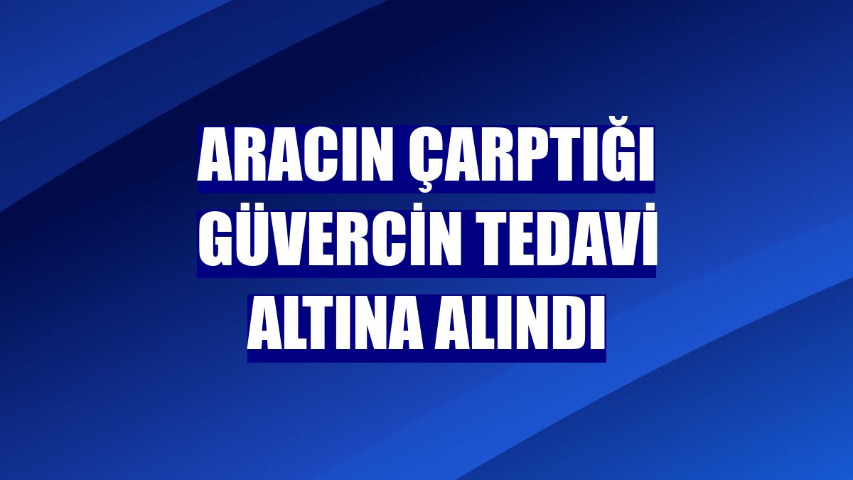 Aracın çarptığı güvercin tedavi altına alındı
