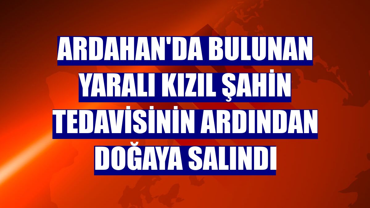 Ardahan'da bulunan yaralı kızıl şahin tedavisinin ardından doğaya salındı