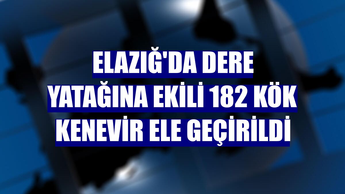 Elazığ'da dere yatağına ekili 182 kök kenevir ele geçirildi