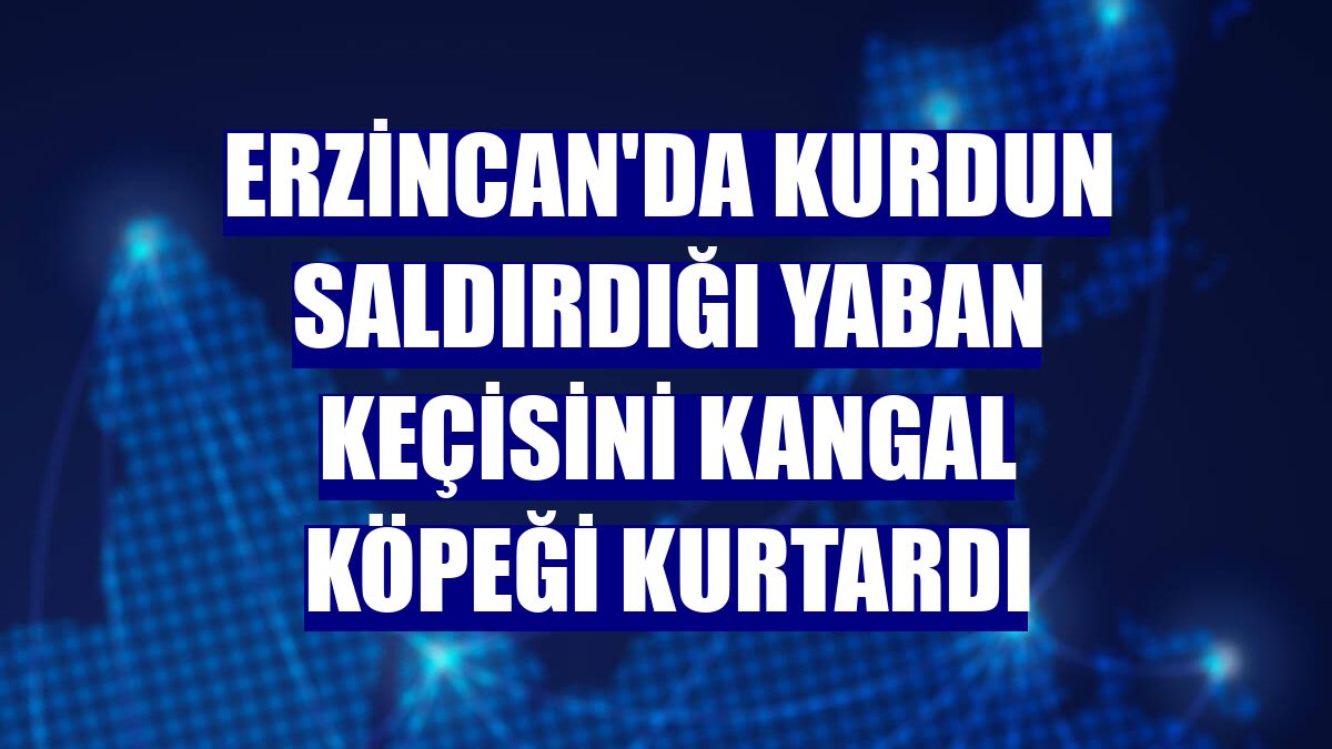 Erzincan'da kurdun saldırdığı yaban keçisini kangal köpeği kurtardı