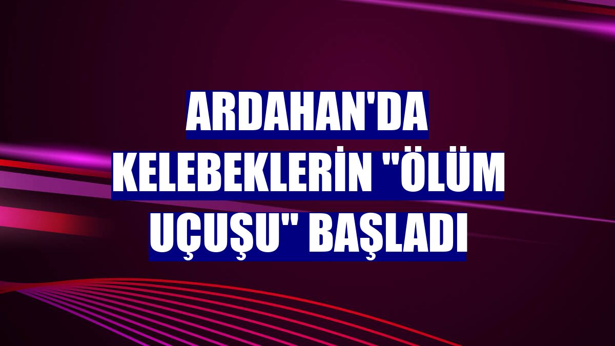 Ardahan'da kelebeklerin 'ölüm uçuşu' başladı