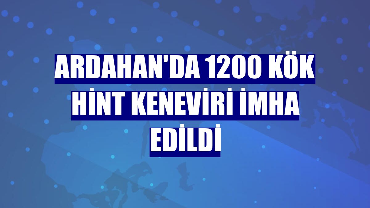 Ardahan'da 1200 kök Hint keneviri imha edildi