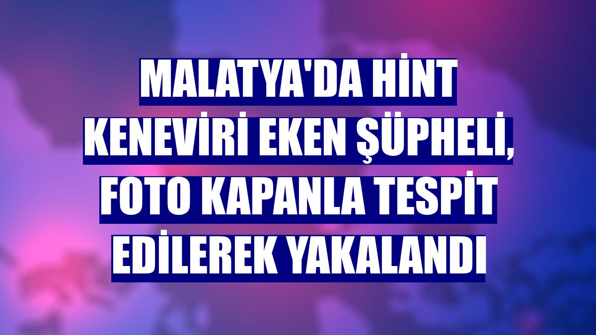 Malatya'da Hint keneviri eken şüpheli, foto kapanla tespit edilerek yakalandı