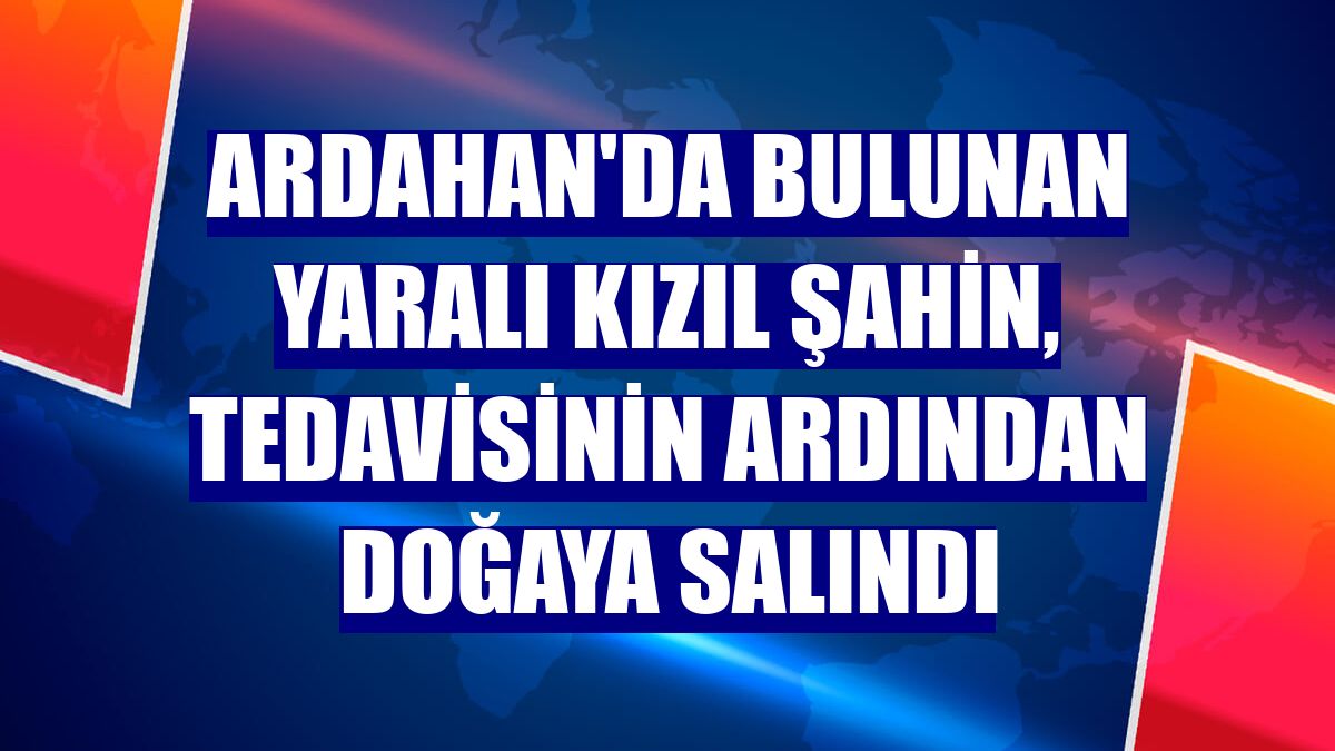 Ardahan'da bulunan yaralı kızıl şahin, tedavisinin ardından doğaya salındı